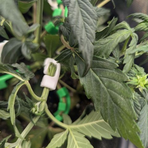Hubsi & Stubsi growlog timeline photo