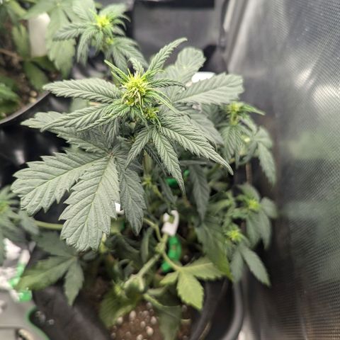 Hubsi & Stubsi growlog timeline photo