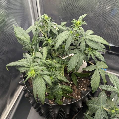 Hubsi & Stubsi growlog timeline photo