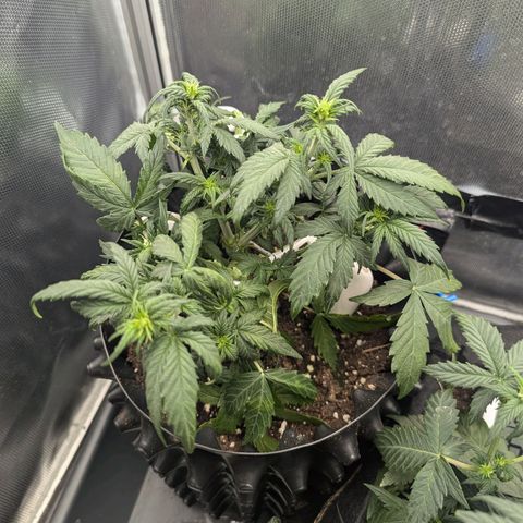 Hubsi & Stubsi growlog timeline photo