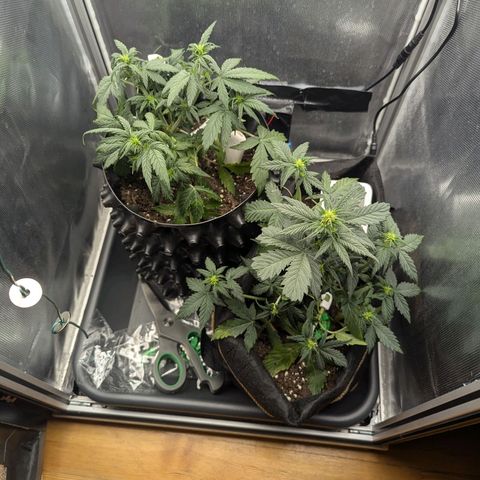 Hubsi & Stubsi growlog timeline photo