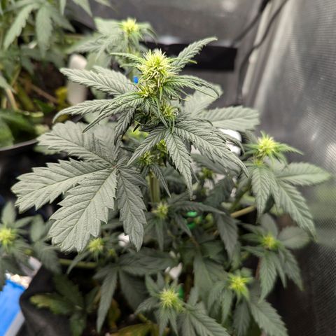 Hubsi & Stubsi growlog timeline photo