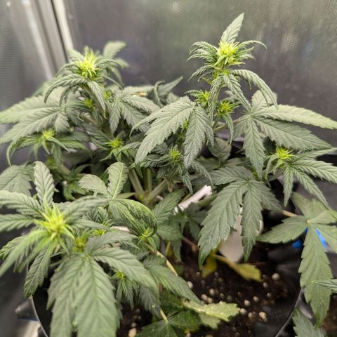 Hubsi & Stubsi growlog timeline photo