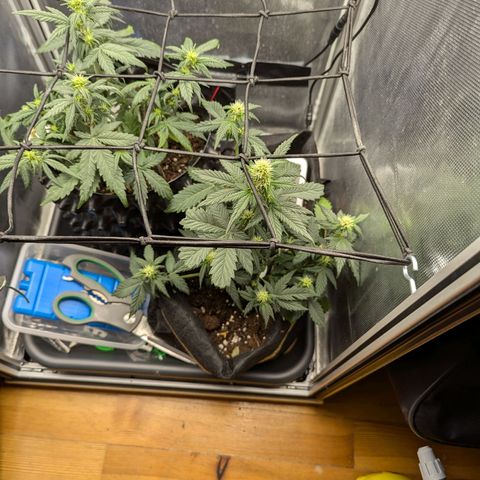 Hubsi & Stubsi growlog timeline photo