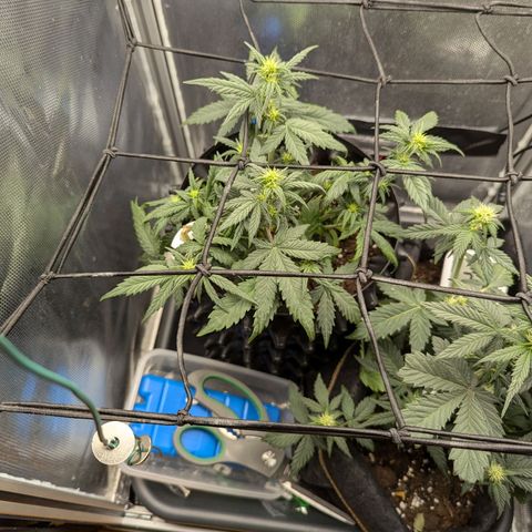 Hubsi & Stubsi growlog timeline photo
