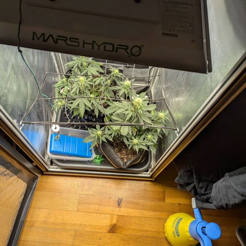 Hubsi & Stubsi growlog timeline photo