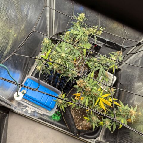 Hubsi & Stubsi growlog timeline photo