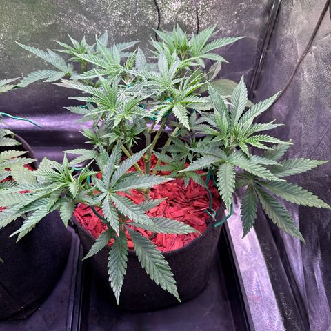 Northern Lights #5 X Haze growlog timeline photo