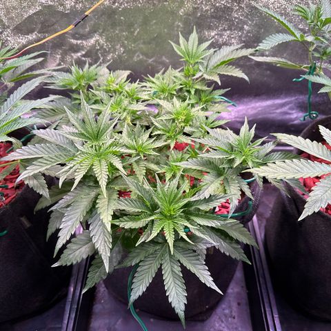 Silver Haze growlog timeline photo