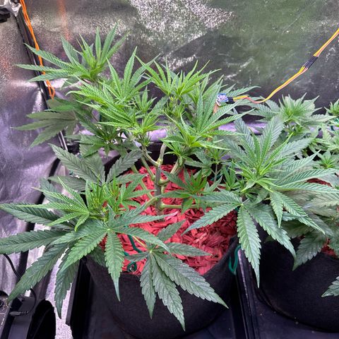 Jack Herer growlog timeline photo