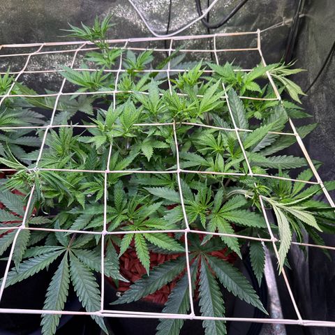 Northern Lights #5 X Haze growlog timeline photo