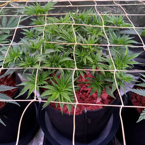 Silver Haze growlog timeline photo