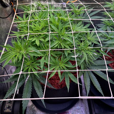 Jack Herer growlog timeline photo