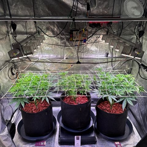 Jack Herer growlog timeline photo