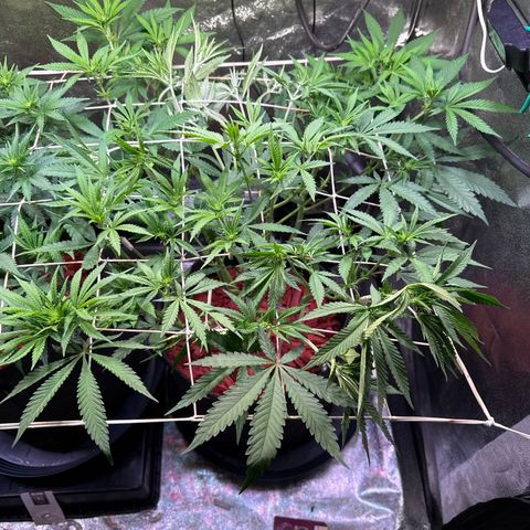 Northern Lights #5 X Haze growlog timeline photo