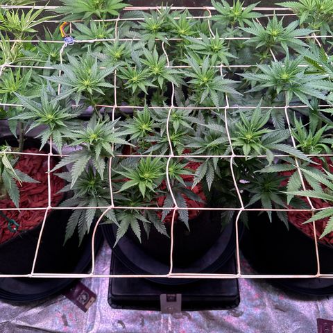 Silver Haze growlog timeline photo