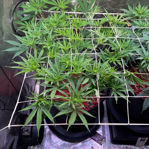 Jack Herer growlog timeline photo