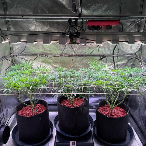 Jack Herer growlog timeline photo