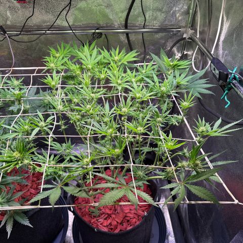 Northern Lights #5 X Haze growlog timeline photo