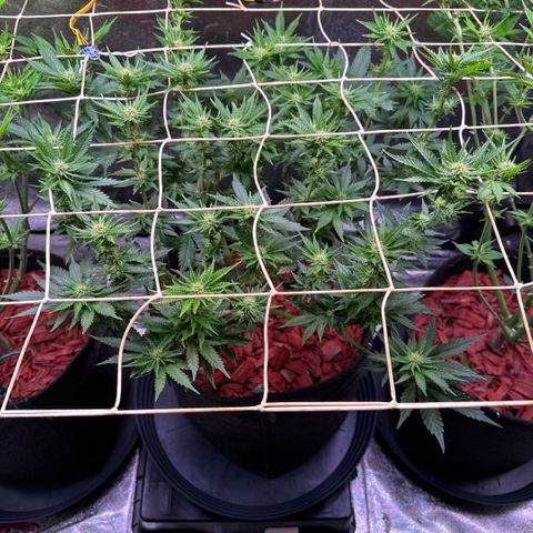 Silver Haze growlog timeline photo