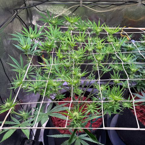 Jack Herer growlog timeline photo