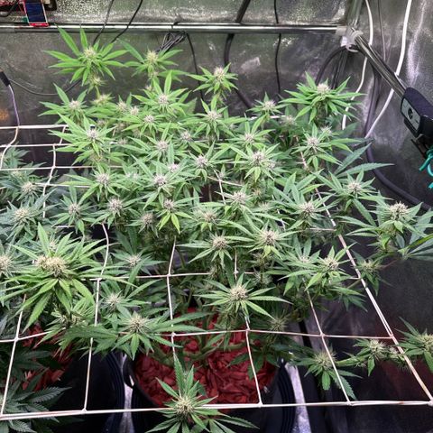 Northern Lights #5 X Haze growlog timeline photo