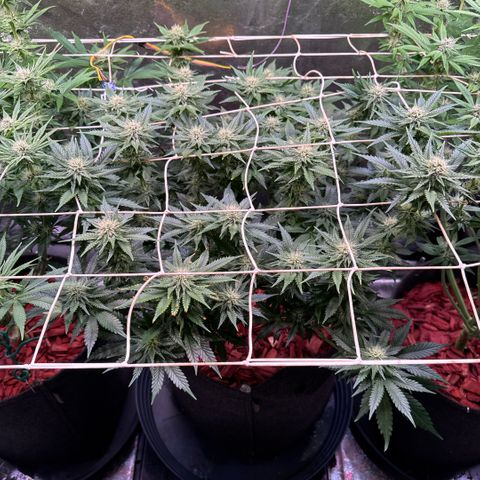 Silver Haze growlog timeline photo