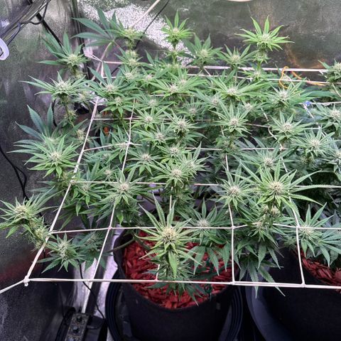 Jack Herer growlog timeline photo