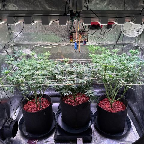 Jack Herer growlog timeline photo