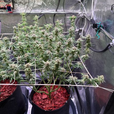 Northern Lights #5 X Haze growlog timeline photo