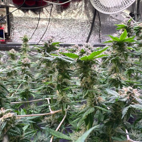 Northern Lights #5 X Haze growlog timeline photo