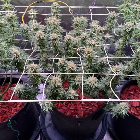 Silver Haze growlog timeline photo