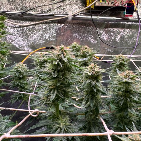 Silver Haze growlog timeline photo