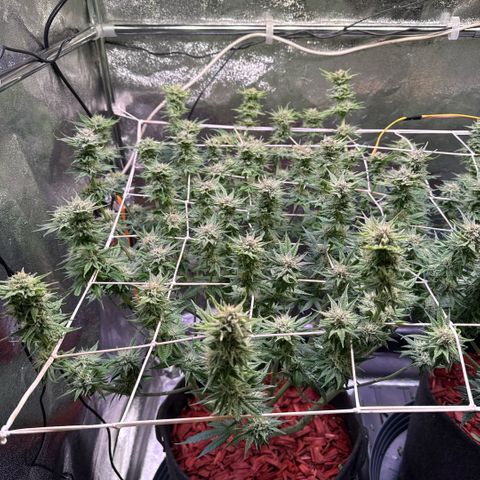 Jack Herer growlog timeline photo