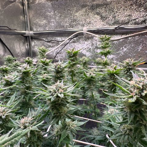 Jack Herer growlog timeline photo