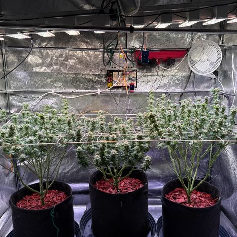 Jack Herer growlog timeline photo