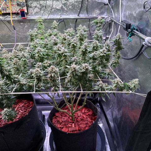 Northern Lights #5 X Haze growlog timeline photo