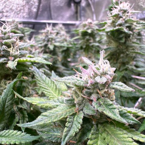 Northern Lights #5 X Haze growlog timeline photo