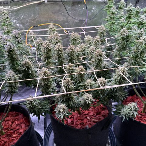 Silver Haze growlog timeline photo