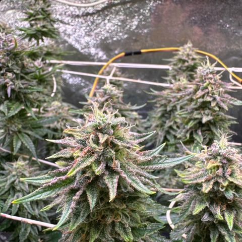 Silver Haze growlog timeline photo