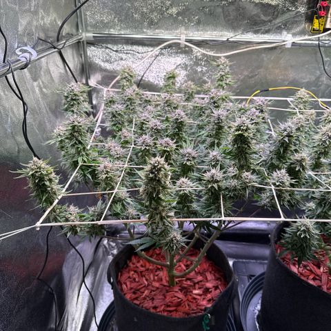 Jack Herer growlog timeline photo