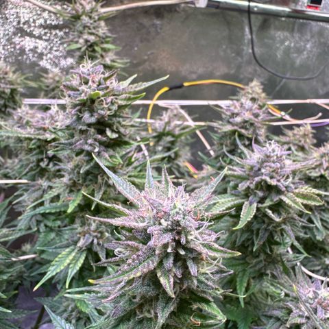 Jack Herer growlog timeline photo
