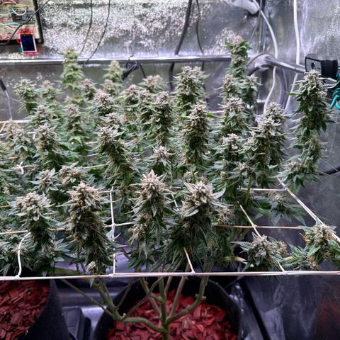 Northern Lights #5 X Haze growlog timeline photo