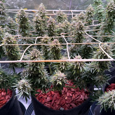 Silver Haze growlog timeline photo