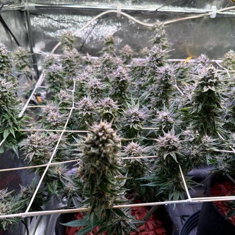 Jack Herer growlog timeline photo