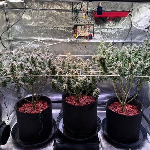 Jack Herer growlog timeline photo