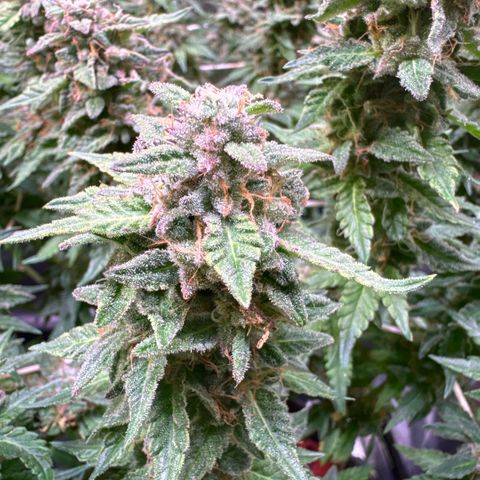 Northern Lights #5 X Haze growlog timeline photo