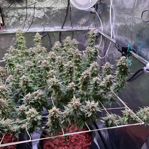 Northern Lights #5 X Haze growlog timeline photo