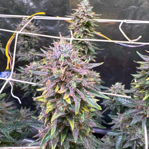 Silver Haze growlog timeline photo