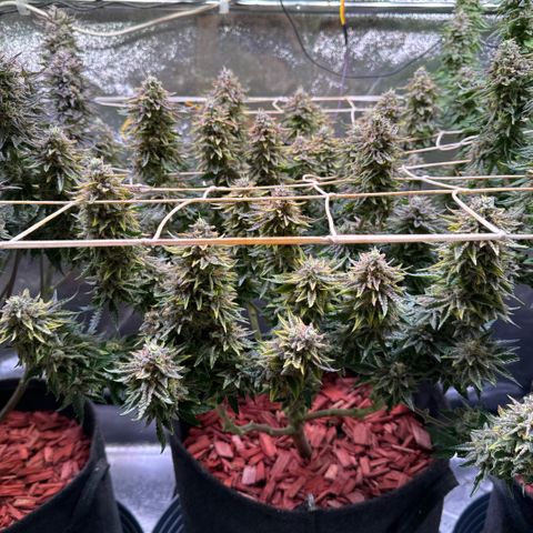 Silver Haze growlog timeline photo